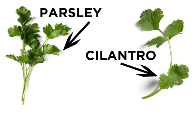 Parsley vs. Cilantro