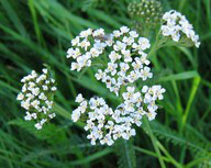 yarrow yarrow herbal steam bath to treat acne naturally